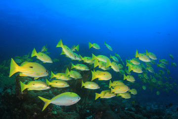 Naklejka na ściany i meble Fish underwater coral reef