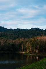 landscape of the forest in Thailand