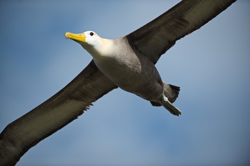 Waved albatross (Phoebastria irrorata) in flight