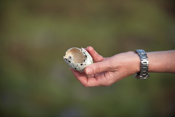 swallow-tailed gull (Creagrus furcatus) - egg shell