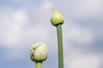Flowering onions in the garden. Bud of onion.