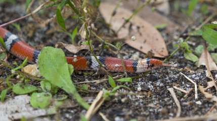 A King Snake Looks for a Hiding Place