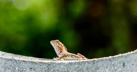 Closeup chameleon or tree lizard on the fence