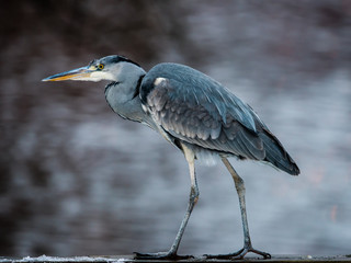 Target Oriented Grey Heron in Profile