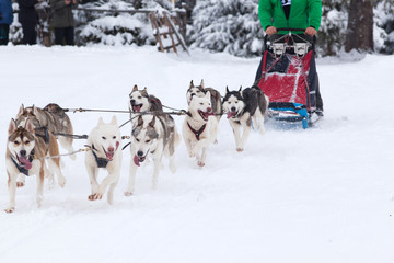 dog sled race with huskies