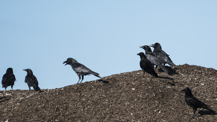 A murder of crows