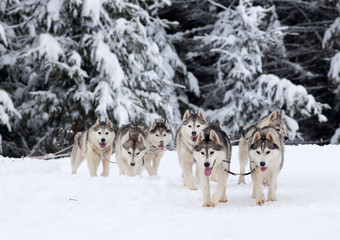 dog sled race with huskies