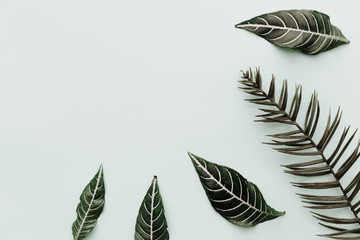 Green leaves. Neutral Minimalist Flat Lay Scene with tropical elements