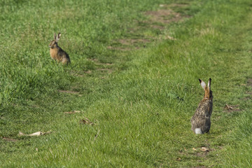 Rabbit on green grass