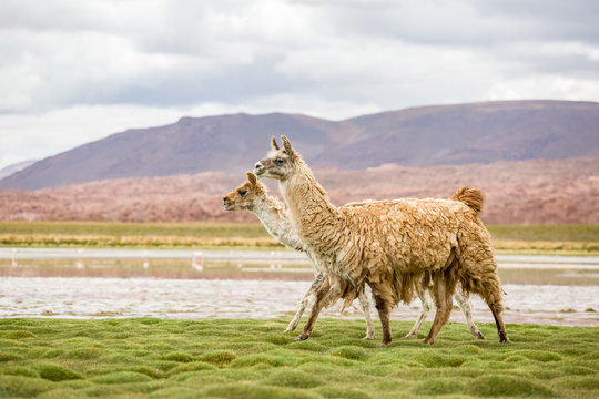 Bolivien, Departamento Potos&iacute;, Provinz Nor L&iacute;pez, Lamas am Rande eines Sees mit Flamingos im Hintergrund, Laguna Vinto