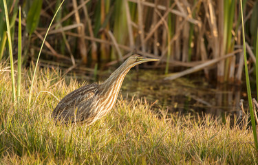 american bittern hunts at sunset