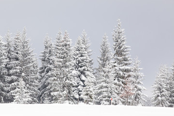 winter in the mountains - snow covered fir trees - Christmas background