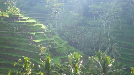 Farmers harvesing rice. Famous attraction of Ubud. Rice terrace field plantation at Tegallalang. Aerial top view. Bali Indonesia
