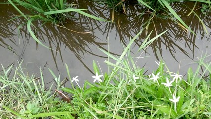 spring brook. spring water