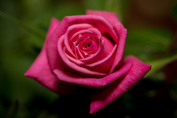 Macro close up shot of pink rose 