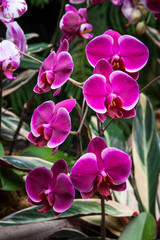 Fototapeta na wymiar Macro of pink orchid blossoms