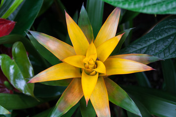 Fototapeta premium Spiny yellow flower blossom