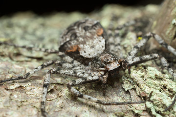 Running-crab spider, Philodromus margaritatus on bark