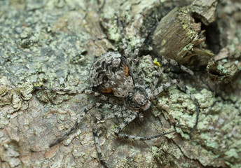 Running-crab spider, Philodromus margaritatus camouflaged on wood