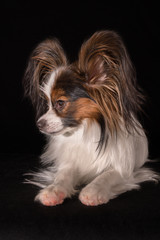 Beautiful young male dog Continental Toy Spaniel Papillon on black background