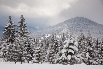 winter in the mountains - snow covered fir trees - Christmas background