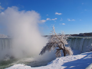 CA Niagara Falls Icy Tree