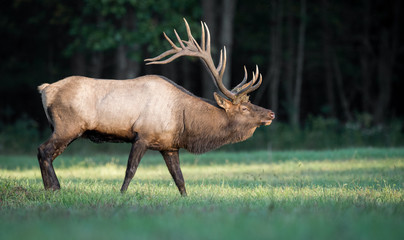 Naklejka na ściany i meble Bull Elk