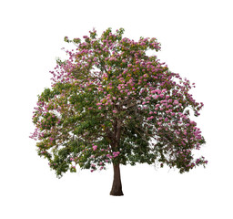 Isolated Tabebuia rosea tree with pink flower on white background