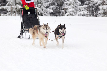dog sled race with huskies