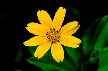 Yellow flower with green leaf on back background.