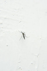 Mosquito Over White Wall