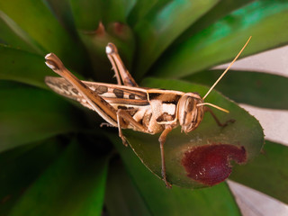 An Image of Grasshoppers . macro Grasshopper TH