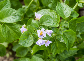 Flowers of potatoes on a bush. Flowering potatoes. White flowers.