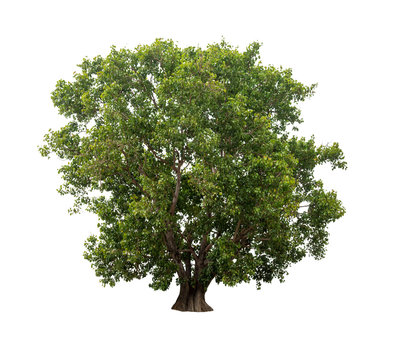 Bodhi tree isolated on white background high resolution for graphic decoration, suitable for both web and print media