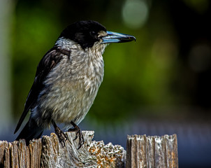 Butcher bird sitting on the fence