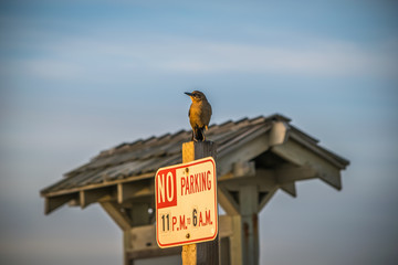 Defiant Bird Sitting on a No Parking Sign