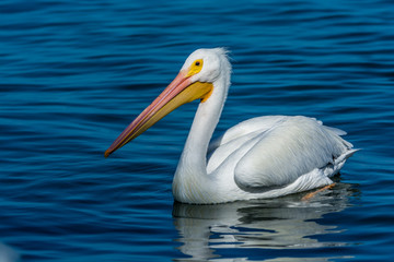 Fototapeta na wymiar White Pelican