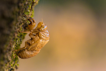 Empty Locust Shell Closeup