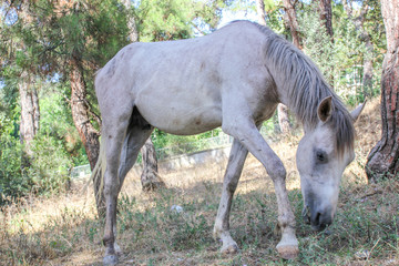 Obraz na płótnie Canvas White horse with long mane grazing on the grass