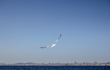 Seagull flying against blue sky