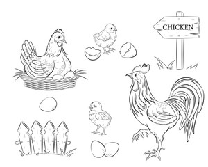 Chicken. Chickens, eggs and rooster