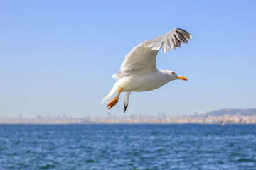 Fototapeta na wymiar Beautiful seagull in full flight over the coast of Malta