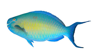 Parrotfish tropical reef fish isolated on white background