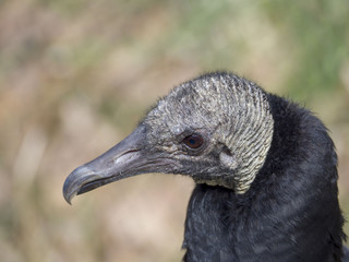 Black Vulture
