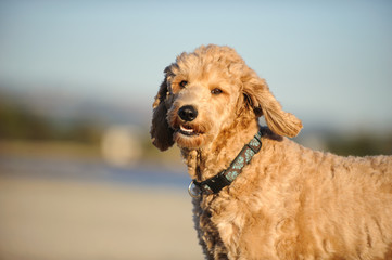 Goldendoodle cross-breed dog outdoor portrait 