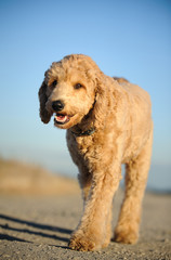 Goldendoodle cross-breed dog outdoor portrait  walking with blue sky in background