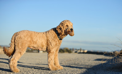 Goldendoodle cross-breed dog outdoor portrait 