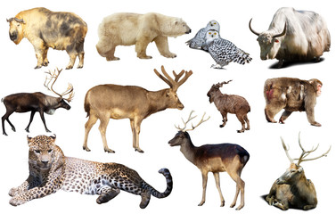 Obraz premium asia animals isolated