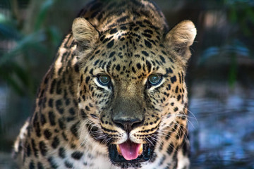 Obraz na płótnie Canvas Leopard