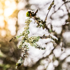 Glow of the Moss